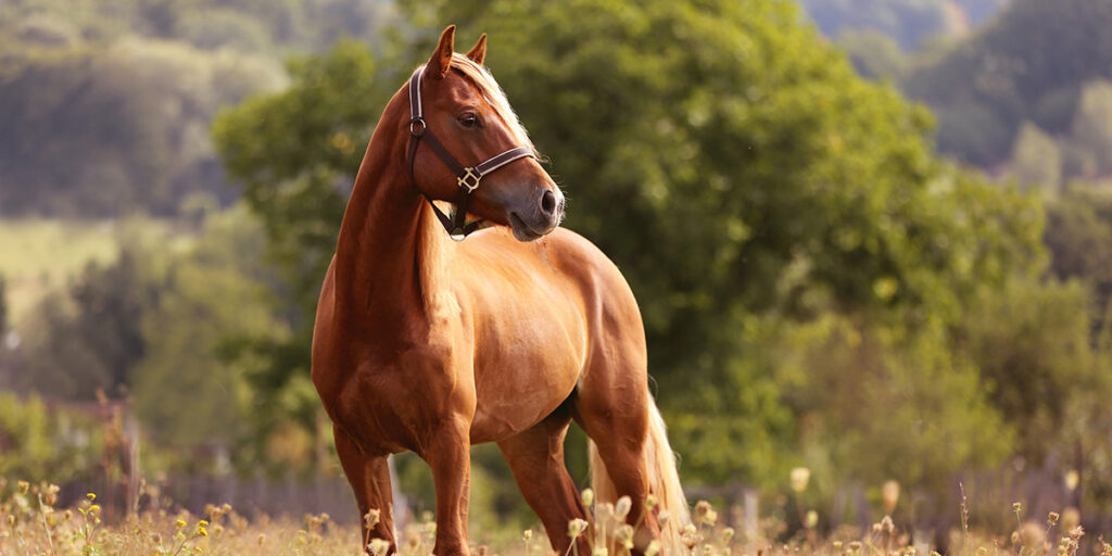 Vertrouwen komt te voet en gaat te paard: ben daar zuinig op